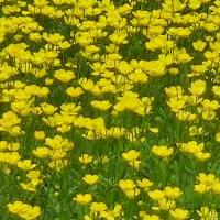 Gina Ragnhild Steinsland