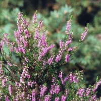 Reidar Johan Nilssen