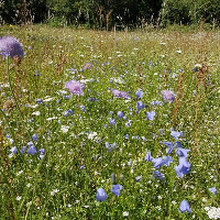 Anders Magnus Bergli